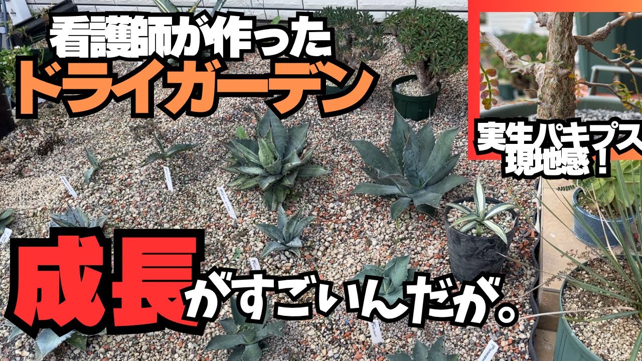 看護師ドライガーデン】想像以上にアガベが育つ！アガベコレクション秋