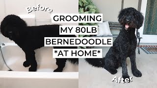 GROOMING MY 80LB BERNEDOODLE AT HOME: How I Do It + Products I Use