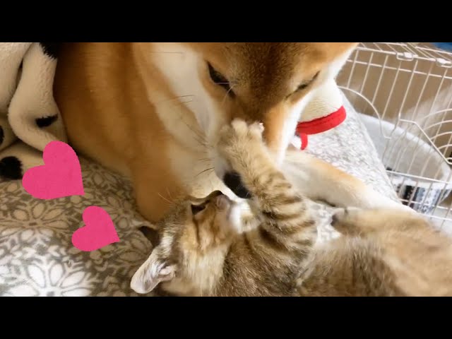 仔猫は柴犬の尻尾とお手手に癒されお姉ちゃん猫は背中の柴ふに癒された Kitten and cat healed by Shiba Inu