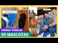 Los mejores videos virales de mascotas