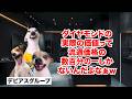 【ダイヤモンド】100年間70億人を騙し続けた「ダイアモンド」の不都合な真実 #猫マニ #猫ミーム
