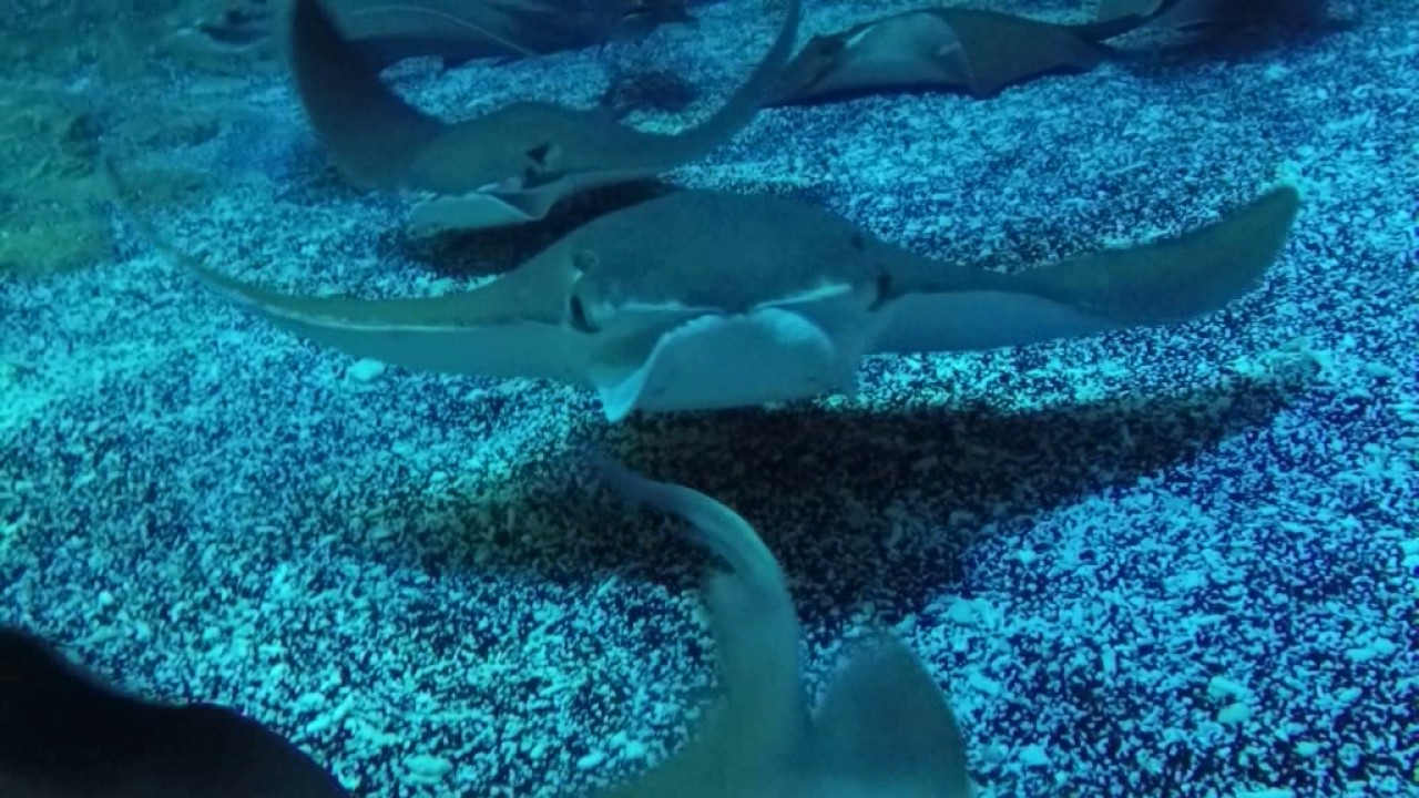 Köpek Balığı dalış - YouTube