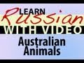 Learn Russian with Video - Australian Animals