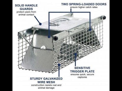 Havahart Small 2-Door Professional Humane Catch-and-Release Live Animal  Cage Trap for Rat, Squirrel, Chipmunk, and Weasel 1025 - The Home Depot