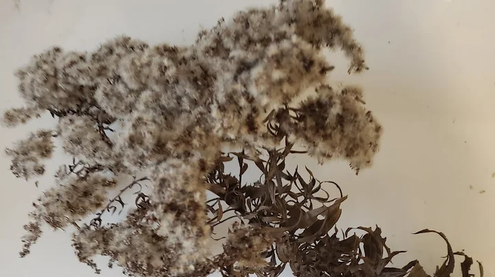 SciArt & Chill: I'm Baaack...w/ Dead, Dry & Crusty...