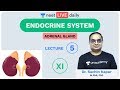 Endocrine System - L 5 | Adrenal Gland | Unacademy NEET | LIVE DAILY | NEET Biology | Sachin Sir