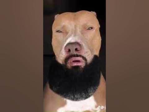 I just lost my dawg (dont mind my dawg) - YouTube