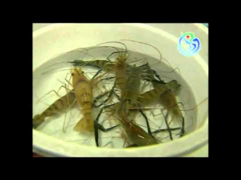 Cara Budidaya Udang Galah - YouTube