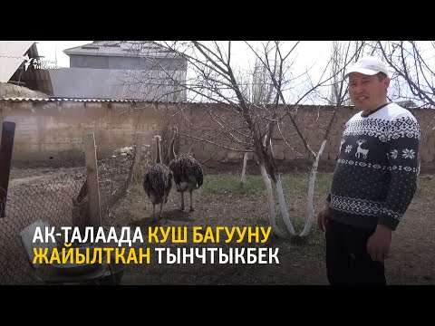 Video: Төө куштун канаты барбы?