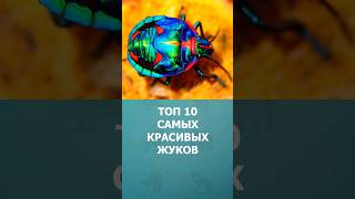 Топ-10 Самых Красивых Жуков В Мире #Шорт #Шортс #Топ10 #Ютубшортс #Жуки #Насекомые #Познавательное