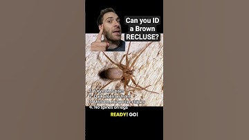 Can YOU spot a brown recluse?