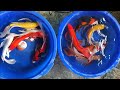 Update stock Butterfly jumboan kedai koi 4 maret 2026