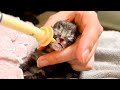 Newborn Kittens Can't Drink Milk! 🍼 Abandoned Under a Bridge