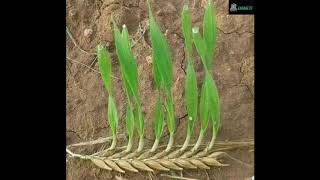 Rênas Jîyan - Janya