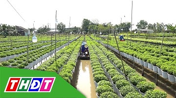 Nông dân Làng hoa Sa Đéc bắt đầu xử lý để cúc ra hoa phục vụ Festival | THDT