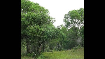 Shedding light on forests