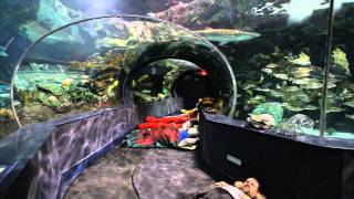 Imagine falling asleep looking at sharks, fish and turtles as they
glide silently over your head. this is an incredible experience that
will not be forgotten...