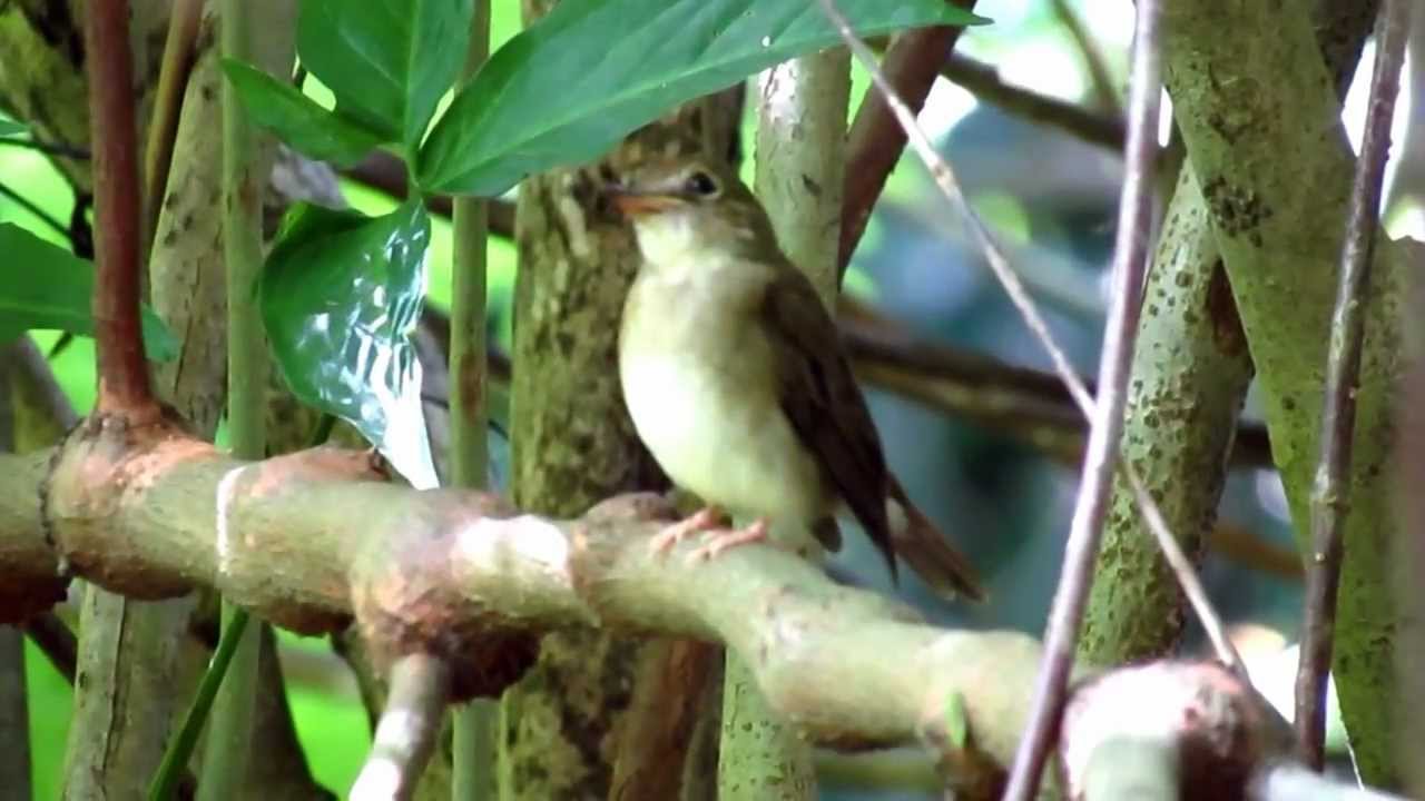Brown-chested Jungle Flycatcher 