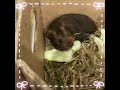 My New Guinea pigs!! #pets #cute #chubby #guineapigs