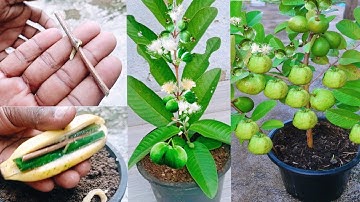 How to grow guava trees from guava leaves with banana 100% Success