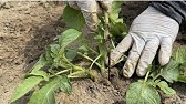 ジャガイモ栽培 芽欠きのやり方 芽は何本残す 実験 21 3 16 Youtube