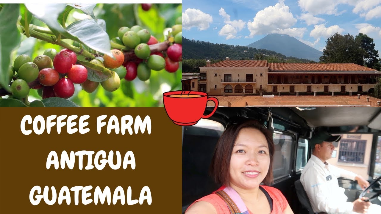 coffee tour in antigua guatemala