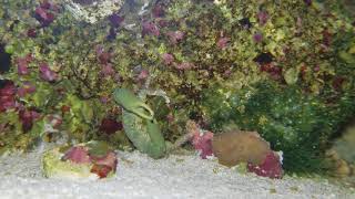 Emerald Crab eating bubble algae in a reef tank