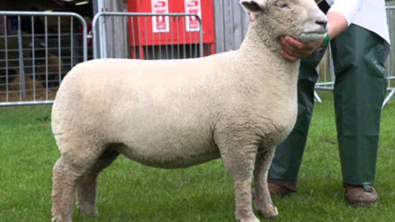 Sheep Judging