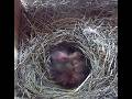 BlueBird Nesting Live! (Birdfy Nest camera.) Live from "Bott-Bluff"