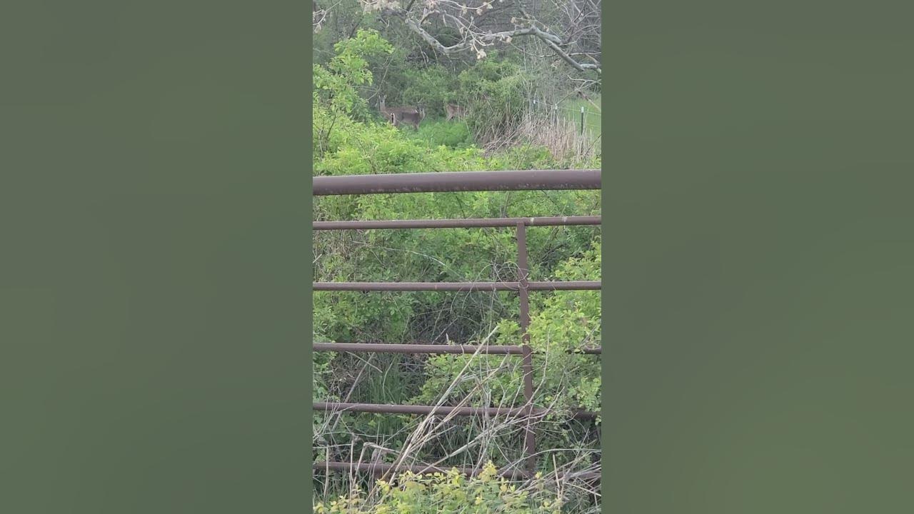 How Many Deer Can You See YouTube how-many-deer-can-you-see-youtube