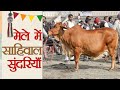 मेले में साहीवाल सुंदरियाँ | sahiwal cow | sahiwal cattle |