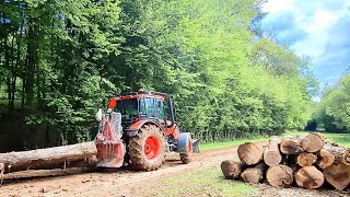 Ťažba dreva popri mladine, začínáme v novom poraste, Amles, Stihl ms 462, Zetor Proxima 110 plus