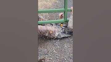 #I caught# two trespassers#short