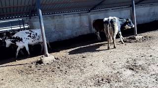Bull# Cow# l Funny FARM