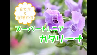 スーパートレニアカタリーナ Youtube