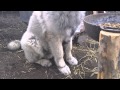 Dog Sow კავკასიური ნაგაზი Caucasian Sheperd Dog