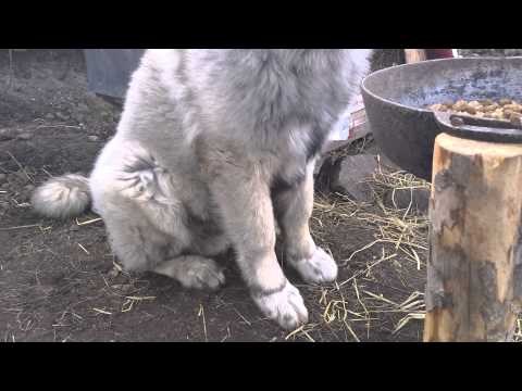 Dog Sow კავკასიური ნაგაზი Caucasian Sheperd Dog