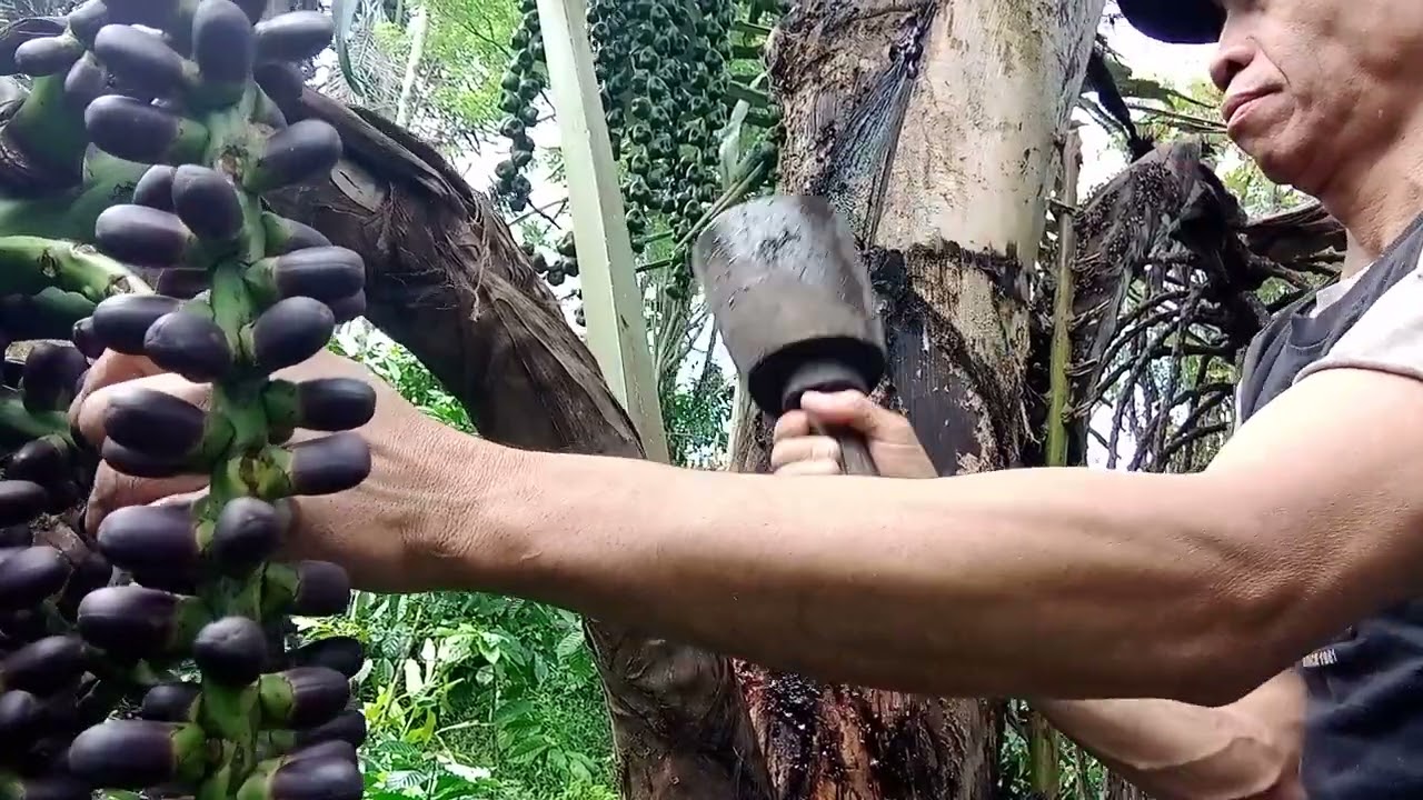 Вот что происходит, если при измельчении мангара слишком часто бить по сахарной пальме.