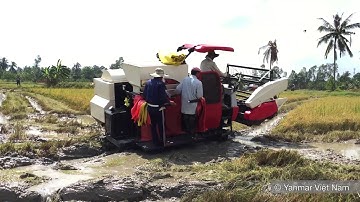 Máy gặt Yanmar AW82V đời đầu đang cắt ruộng lầy