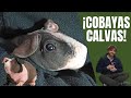 Os presento a mis COBAYAS CALVAS O SKINNY | ¿Cómo las llamamos?