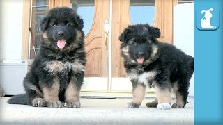 Fluffy German Shepherd Puppies Can't Get Down The Stairs  Puppy Love
