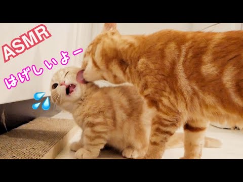 【ASMR】短足マンチカンの子猫と先住猫が仲良くじゃれ合う姿がかわいい。