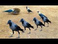 No Water No Food - Hungry Crows