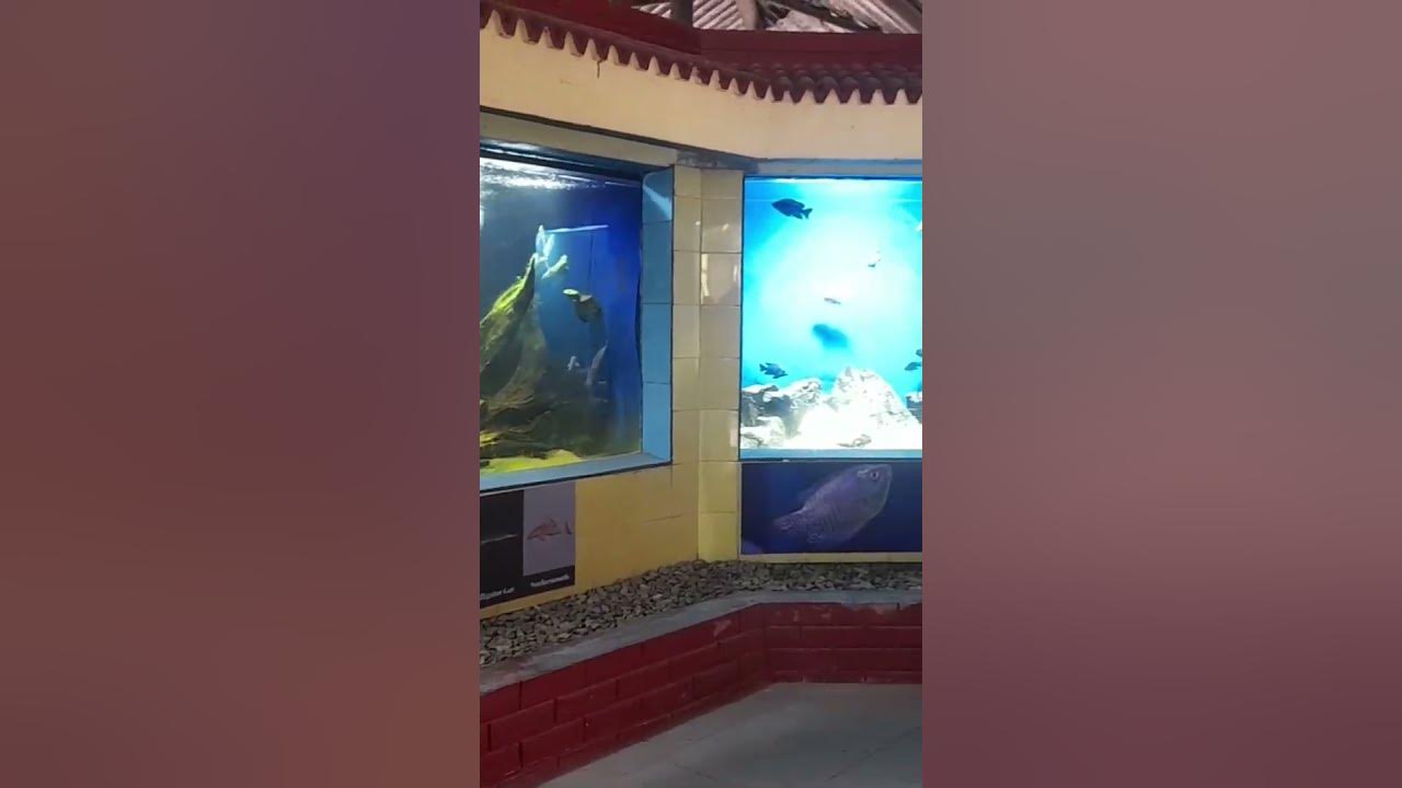 Best aquarium in Nepal. YouTube