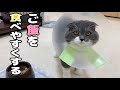 エリザベスカラーを付けた猫のために新しいお皿を用意しました