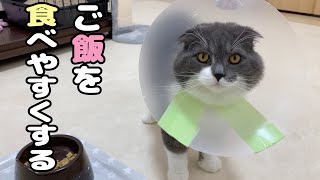 エリザベスカラーを付けた猫のために新しいお皿を用意しました