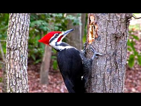 وثائقي نادر أغرب نقار خشب في العالم طريقة بناء أعشاشه العجيبة لا ت صدق