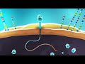 Phages vs. bacteria - animation showing infection mechanisms