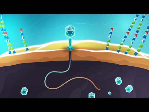 Video: Polyvalent Oprenset Pyobacteriophage - Brugsanvisning, Pris