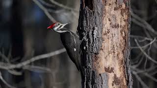 Pileated Woodpecker eating